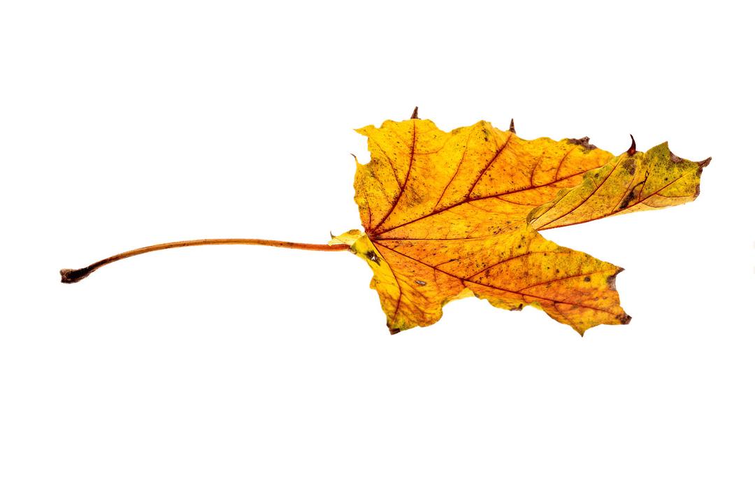 Autumn Yellowish Leaf png transparent