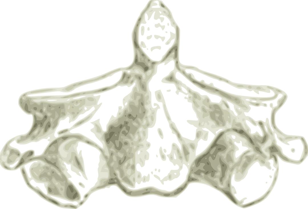 Axis -Human second cervical Vertebra or Spine png transparent
