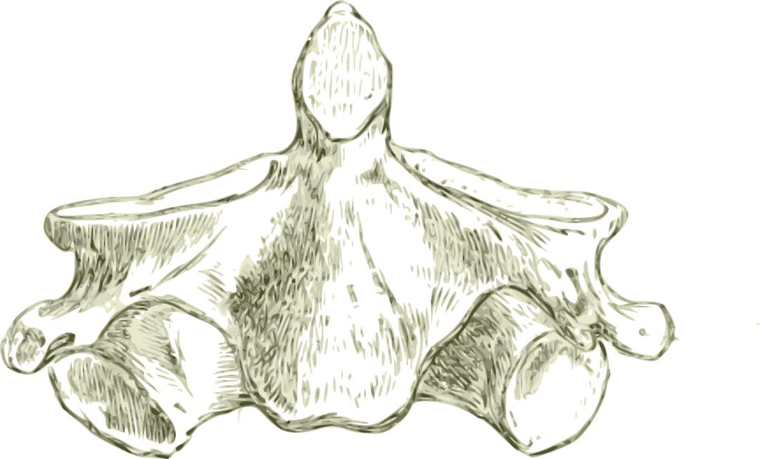 Axis -Human second cervical Vertebra or Spine (HD) png transparent
