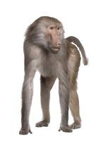 Baboon on Hands and Feet png transparent