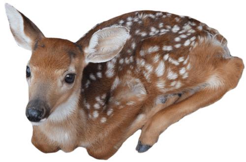 Baby Deer png transparent