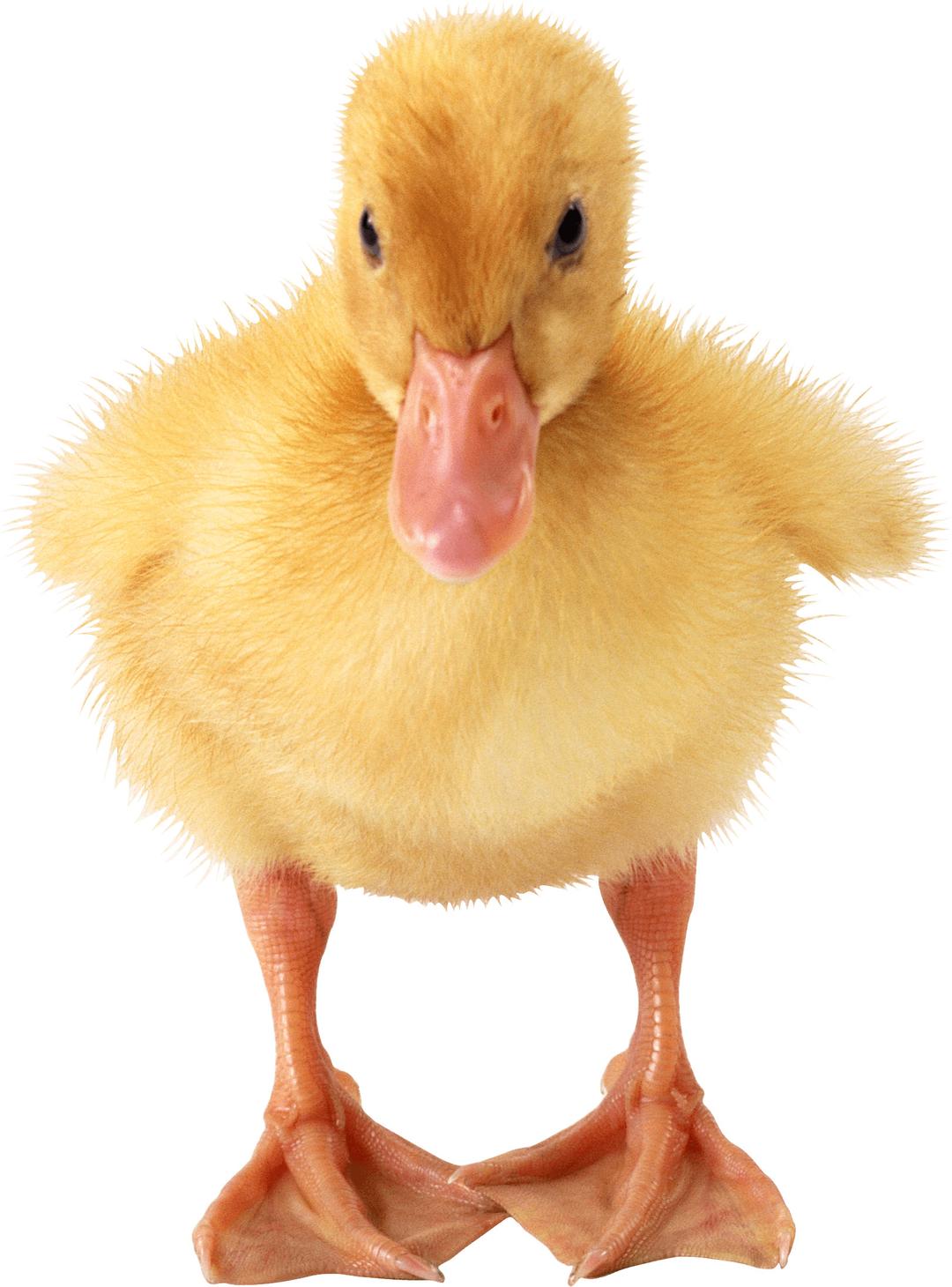 Baby Duck png transparent