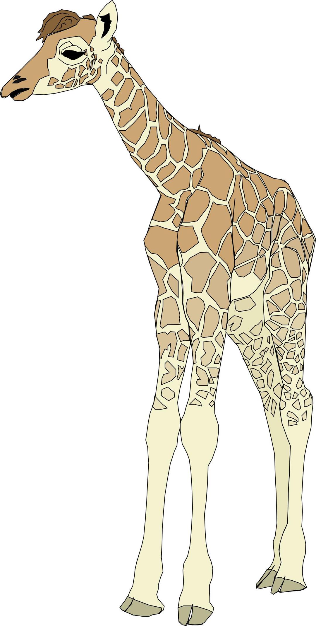 Baby Giraffe png transparent
