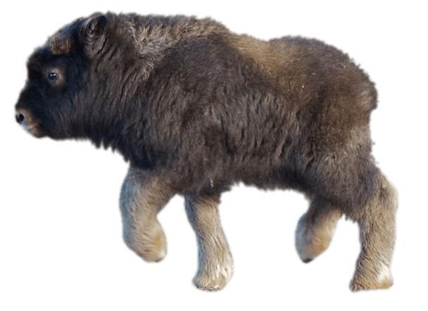 Baby Musk Ox png transparent