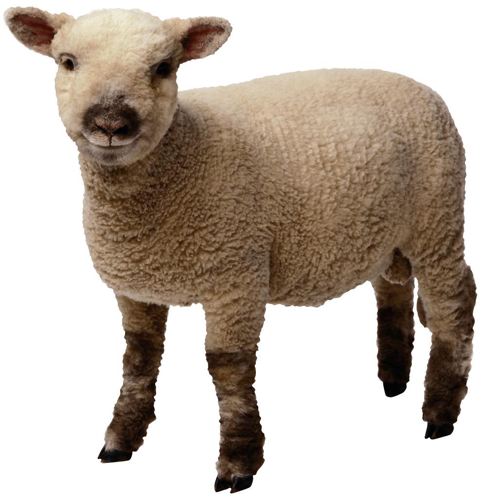 Baby Sheep Standing png transparent