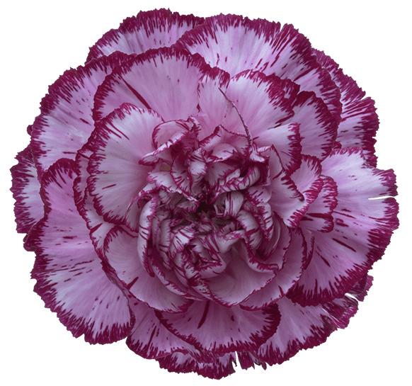 Bacarat Purple Carnation png transparent