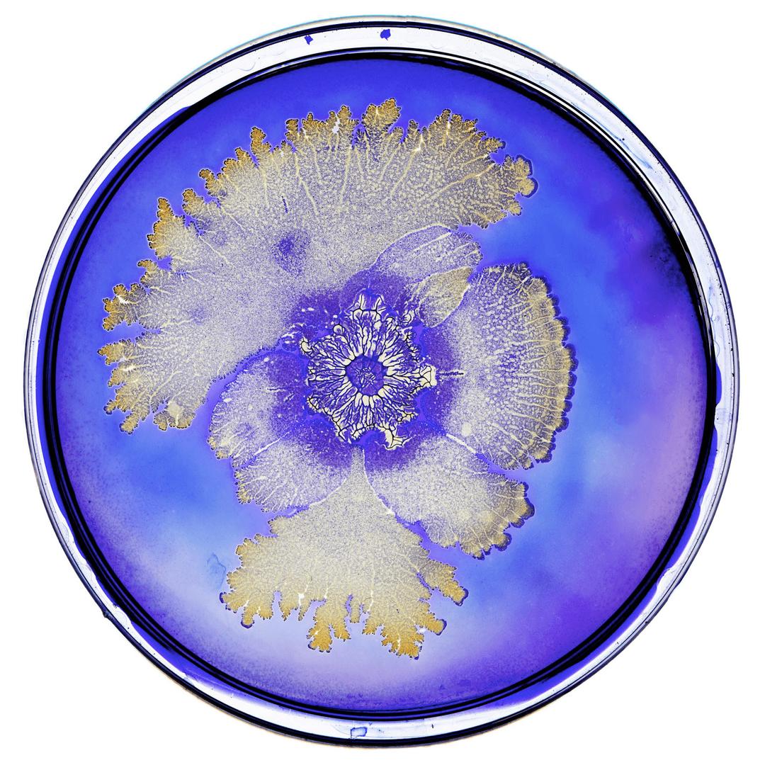Bacteria In Petri Dish png transparent