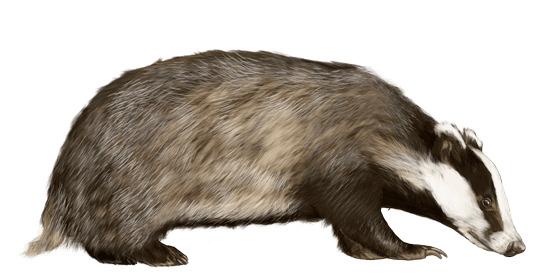 Badger Looking To the Right png transparent