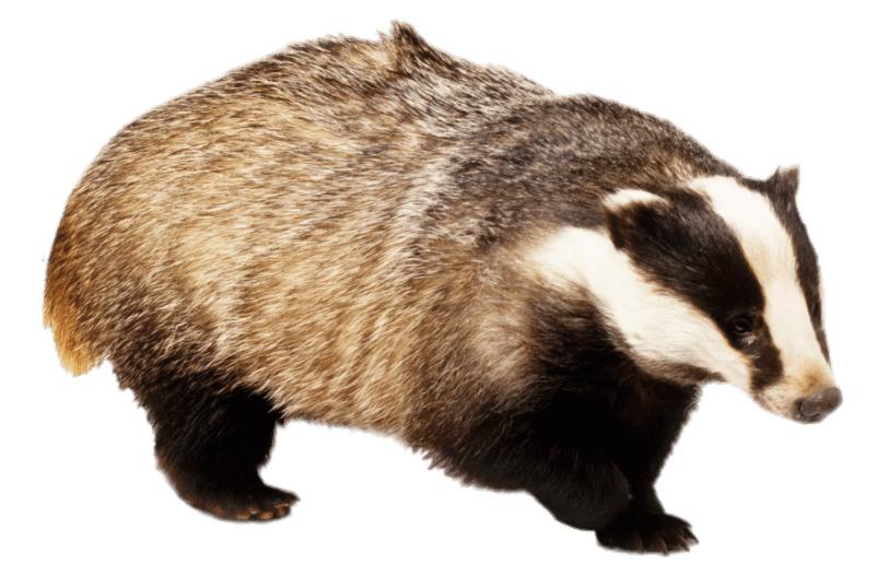 Badger With Front Paw Up png transparent