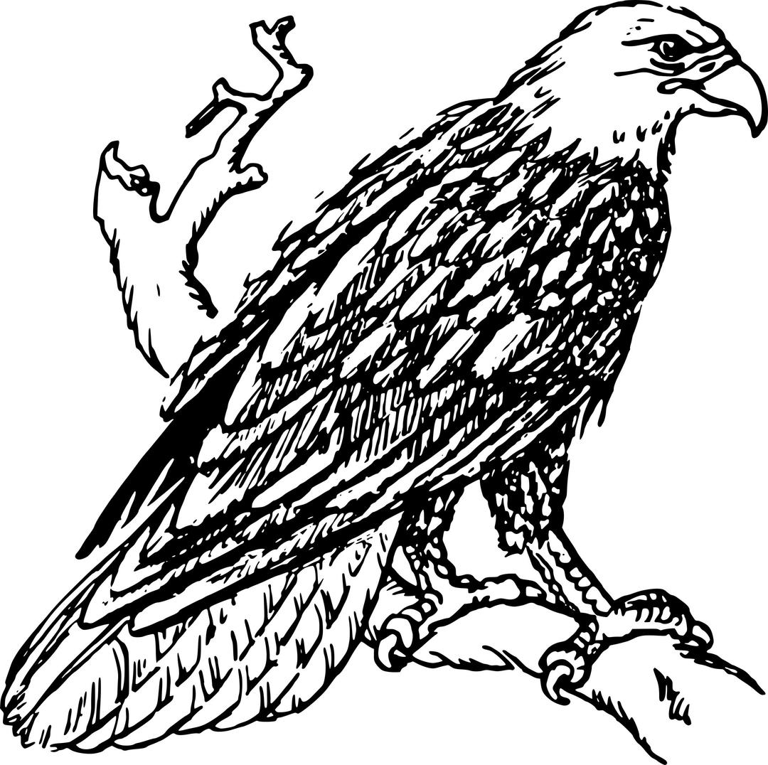 bald eagle png transparent