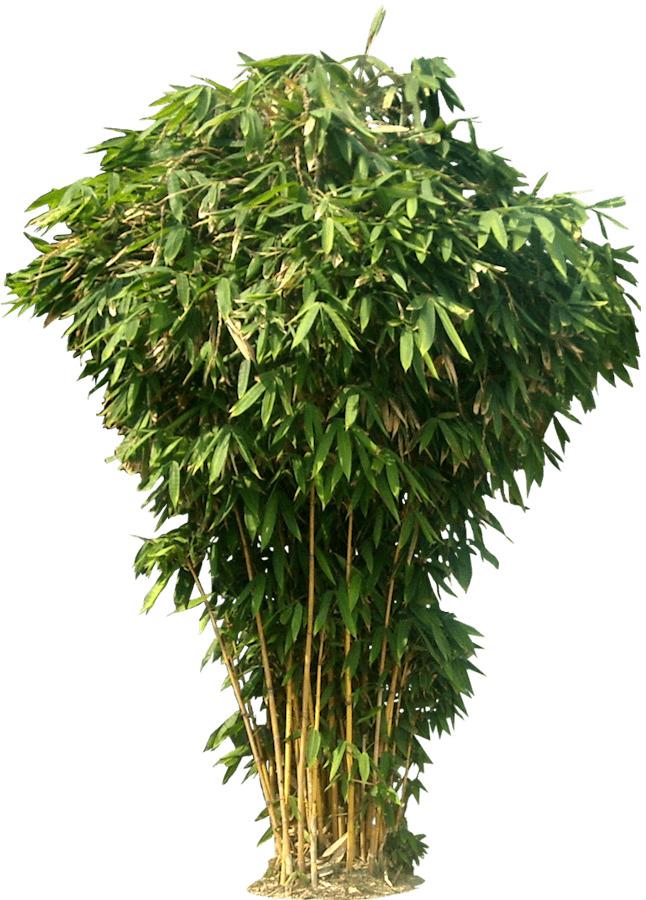 Bamboo Bush png transparent