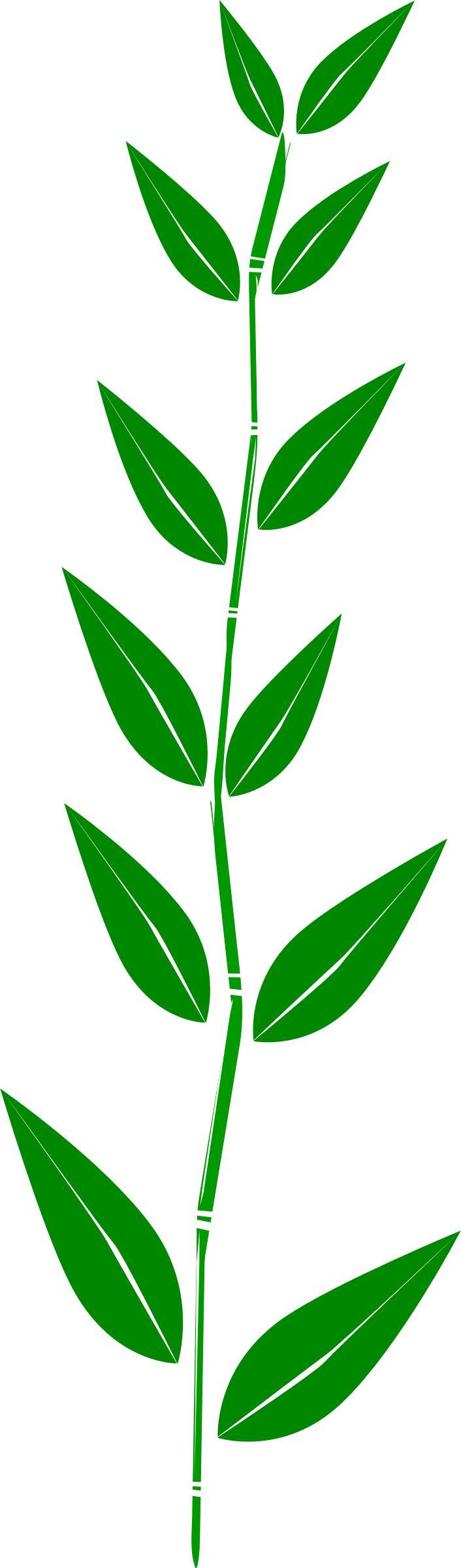 Bamboo,leaf png transparent