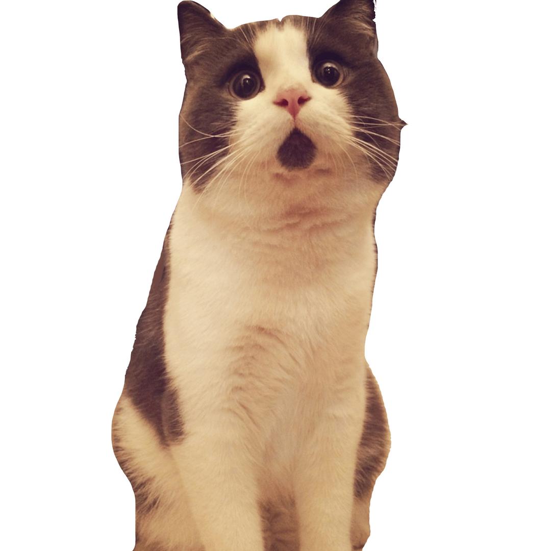 Banye Surprised Cat Looking Up png transparent