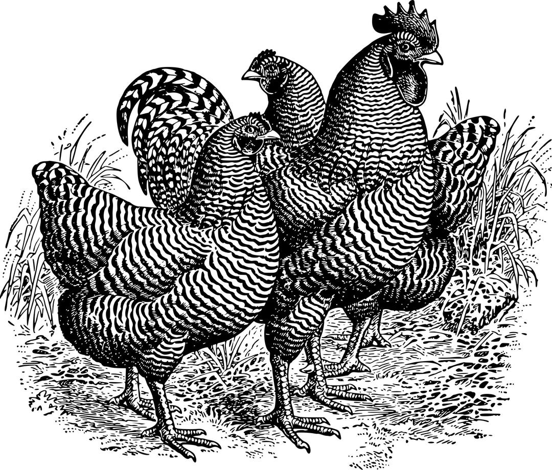 Barred Plymouth Rocks png transparent