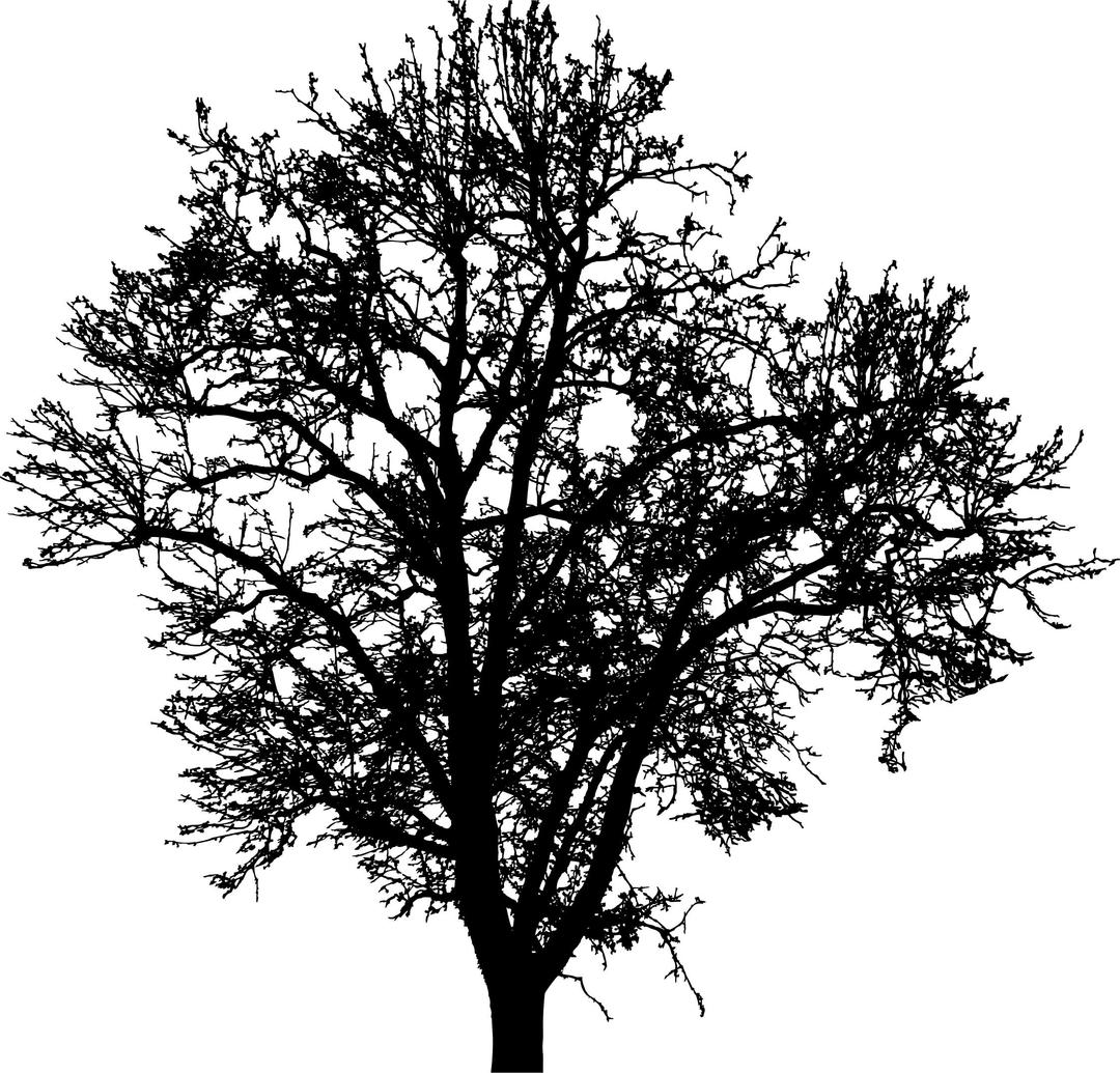 Barren Tree Silhouette 4 png transparent