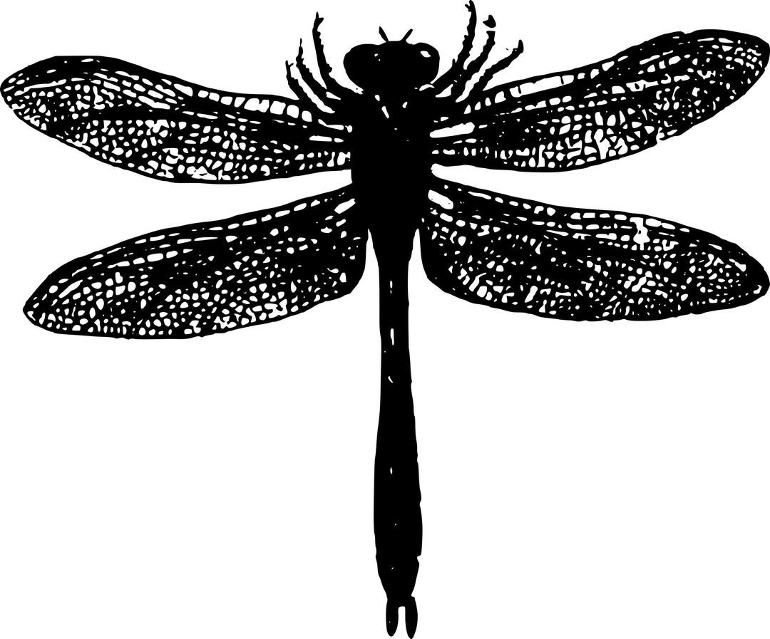 Basic Dragonfly png transparent