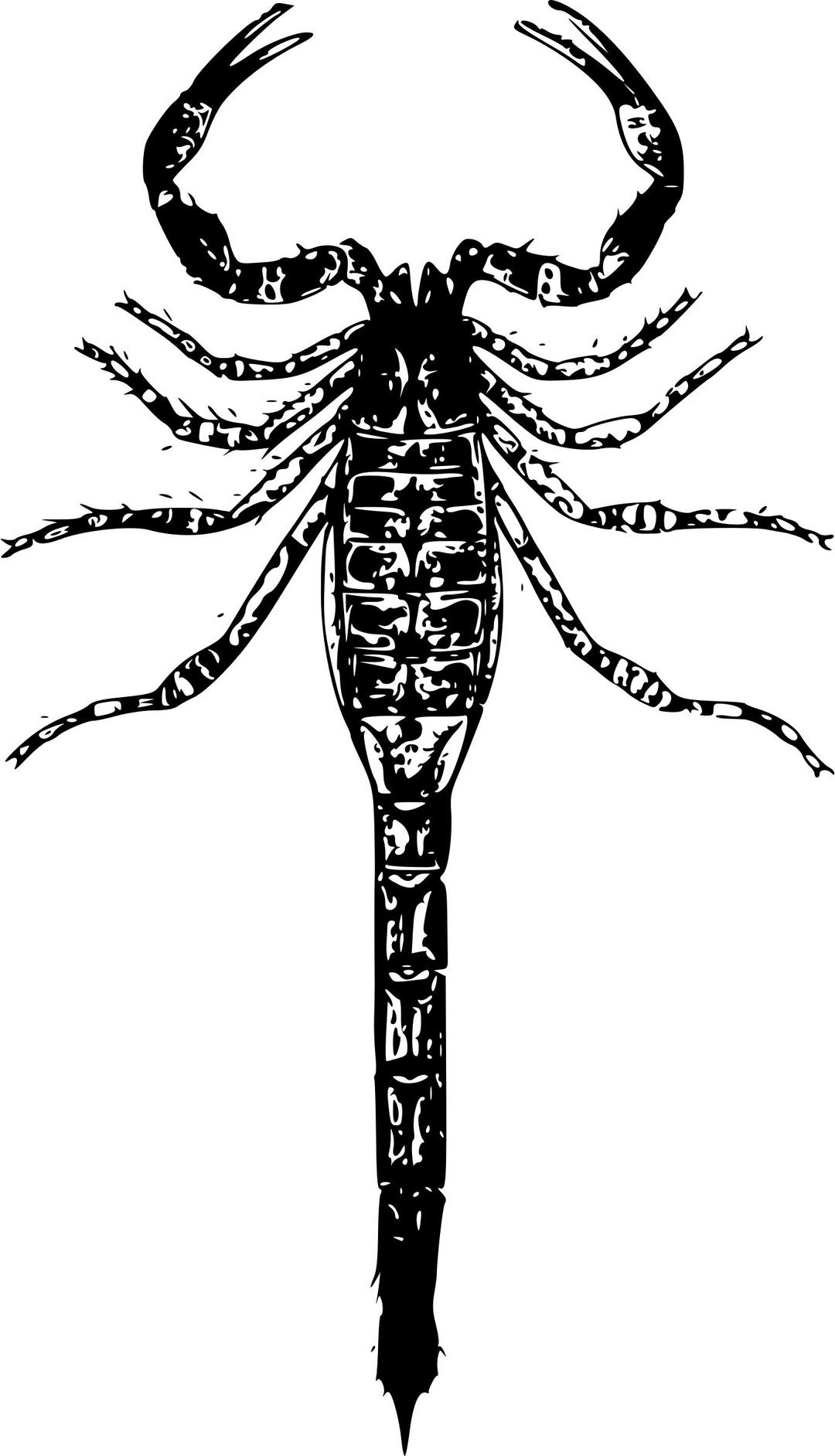 Basic Scorpion png transparent