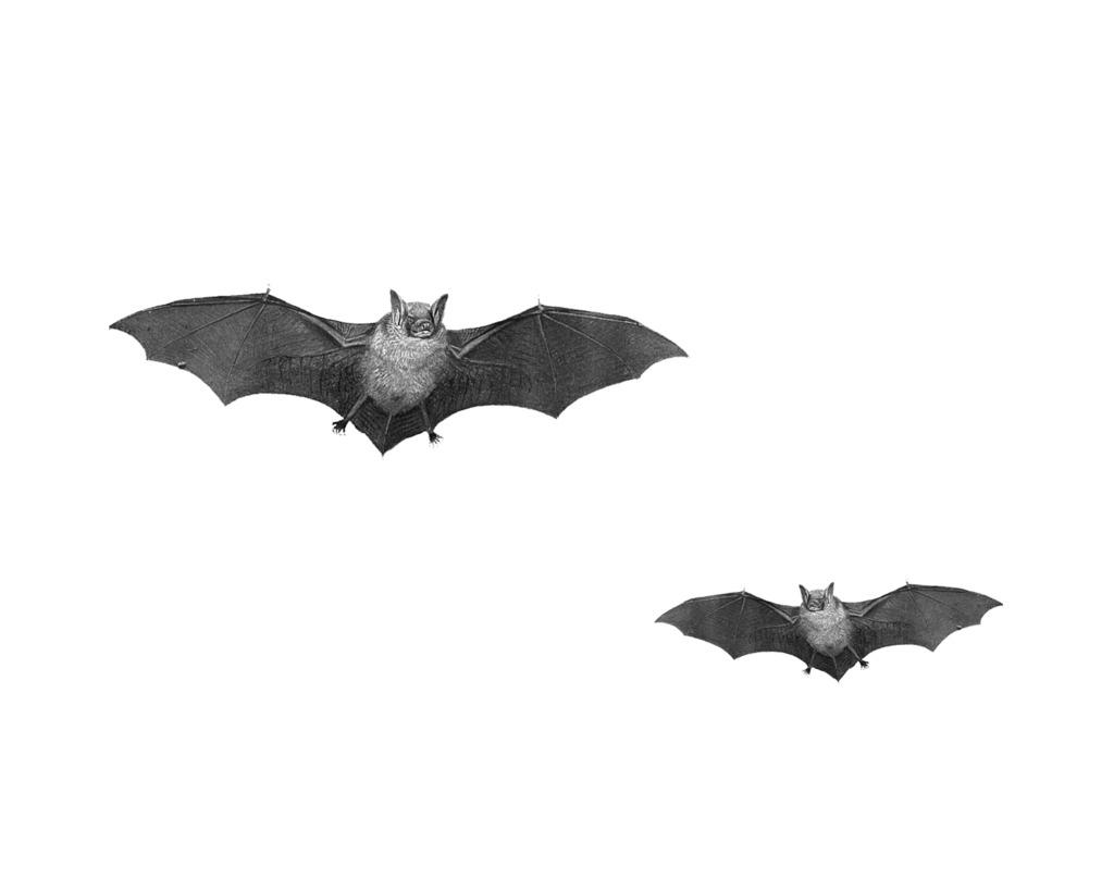 Bat Duo png transparent