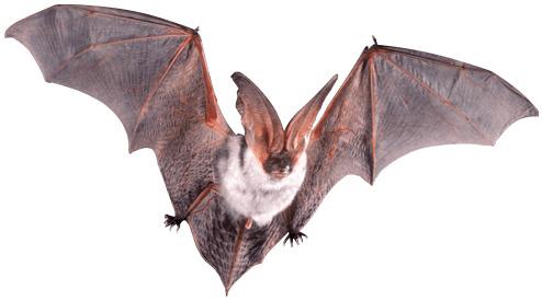Bat Flying Open Wings png transparent