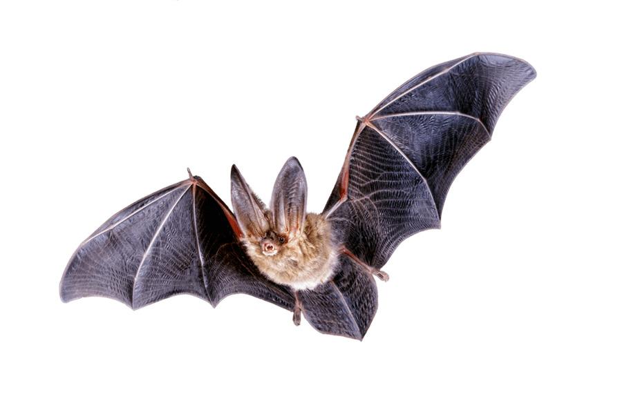 Bat Flying png transparent