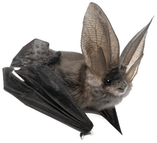 Bat Large Ears png transparent
