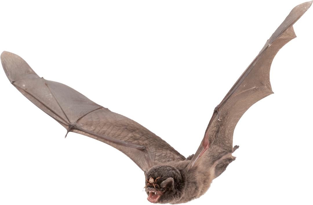 Bat Large Wings png transparent