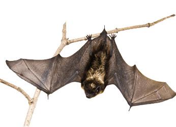 Bat on A Branch png transparent