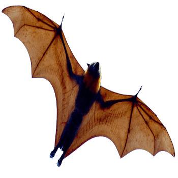 Bat Open Wings From Below png transparent
