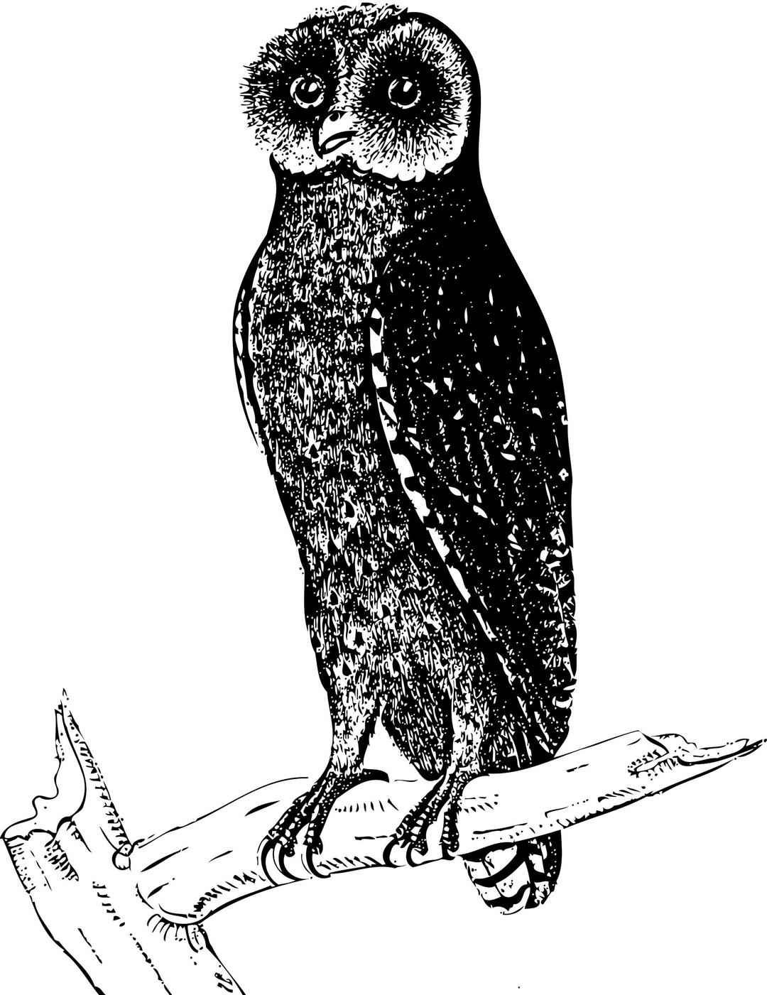 Bay owl png transparent