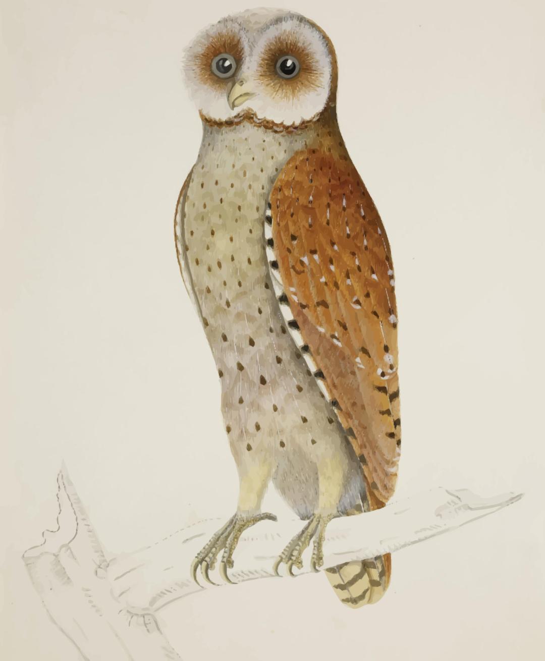 Bay owl  (colour) png transparent