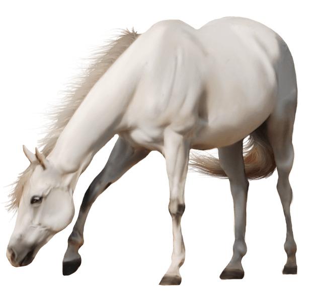 Beautiful White Horse png transparent