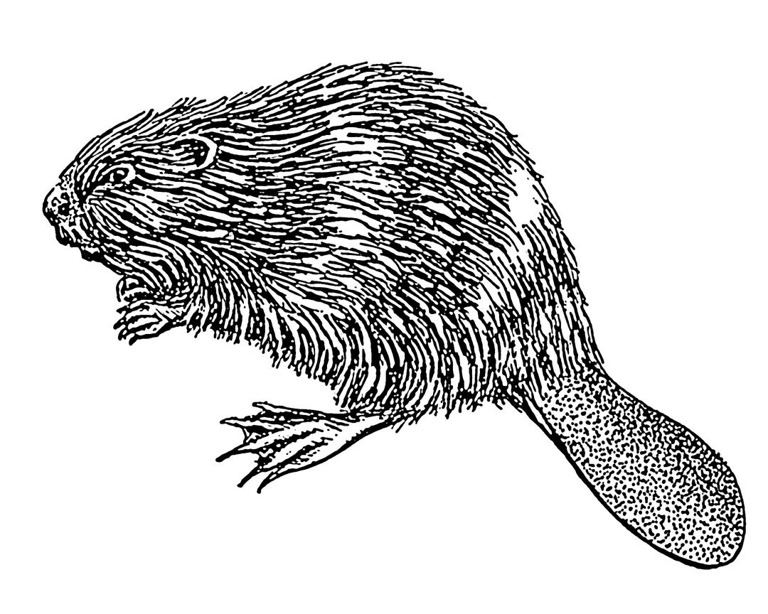 Beaver Illustration png transparent