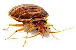 Bed Bug Front View png transparent