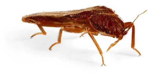 Bed Bug Side View png transparent