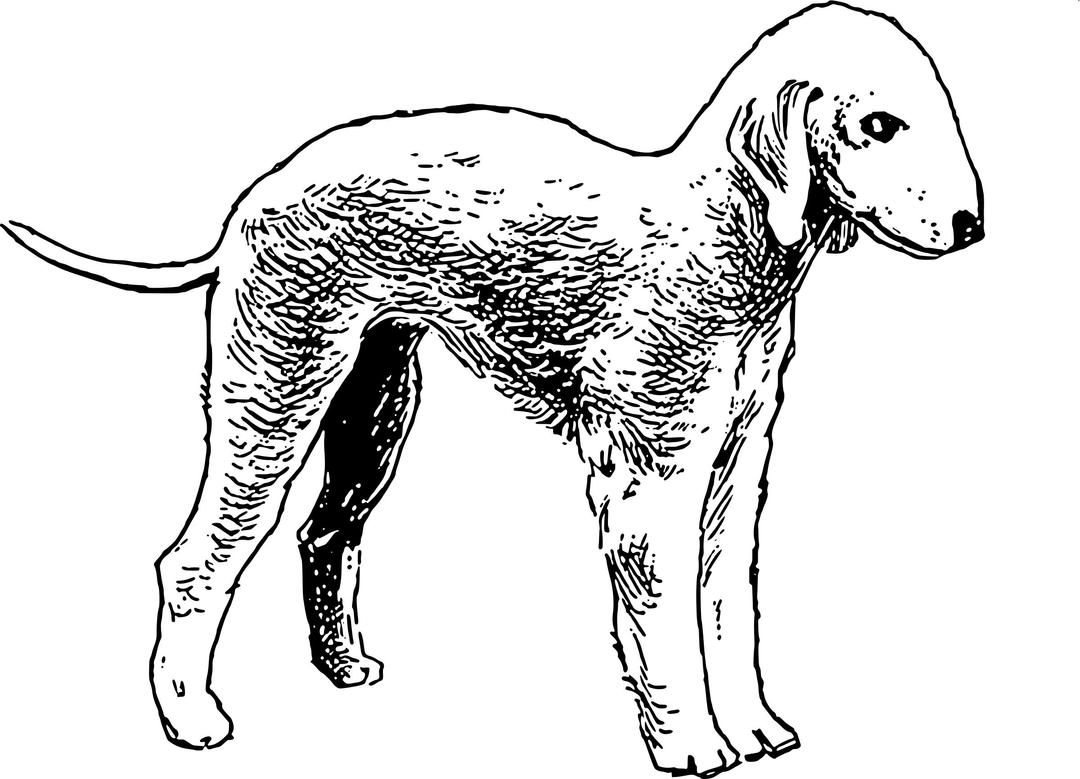 Bedlington terrier png transparent