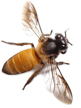 Bee From Top png transparent