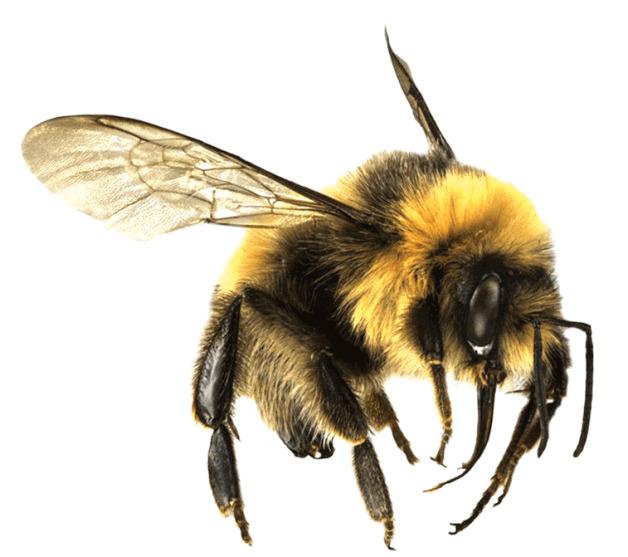 Bee Large png transparent