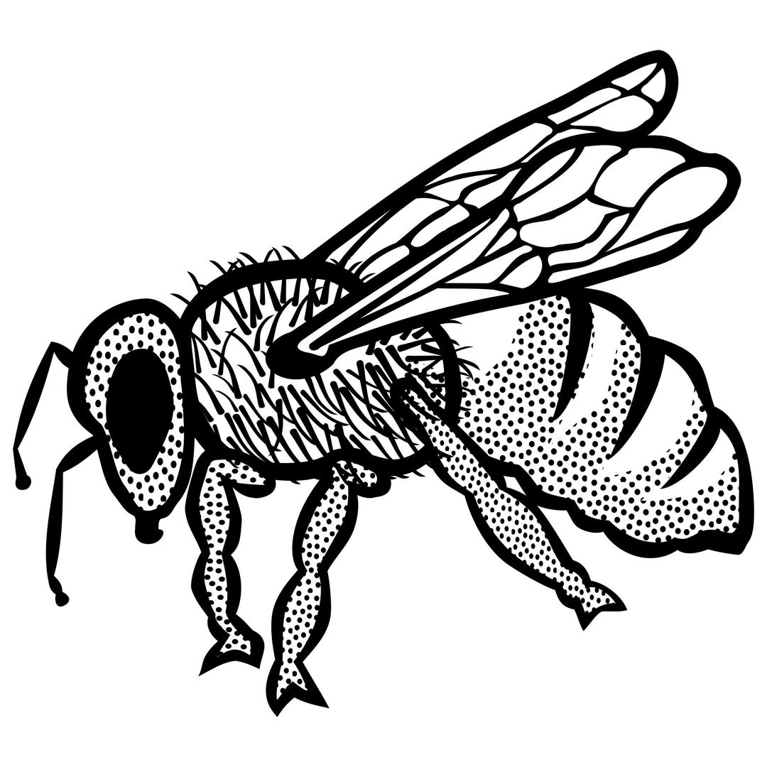 Bee (lineart) png transparent