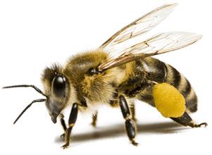 Bee Nectar png transparent