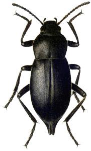 Beetle Black png transparent