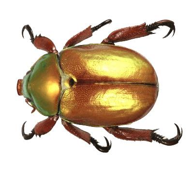 Beetle Gold Top png transparent
