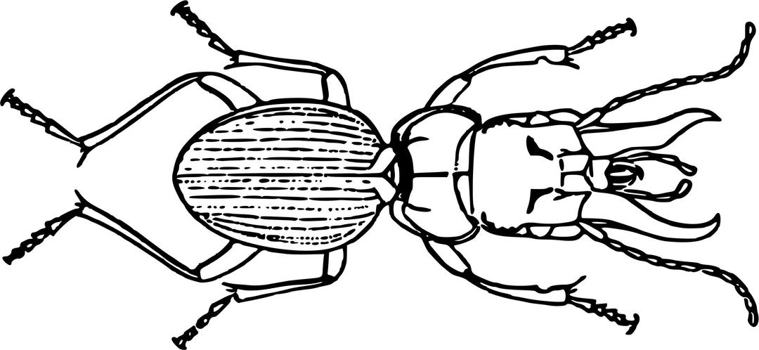 Beetle (mecynognathus damelii) png transparent
