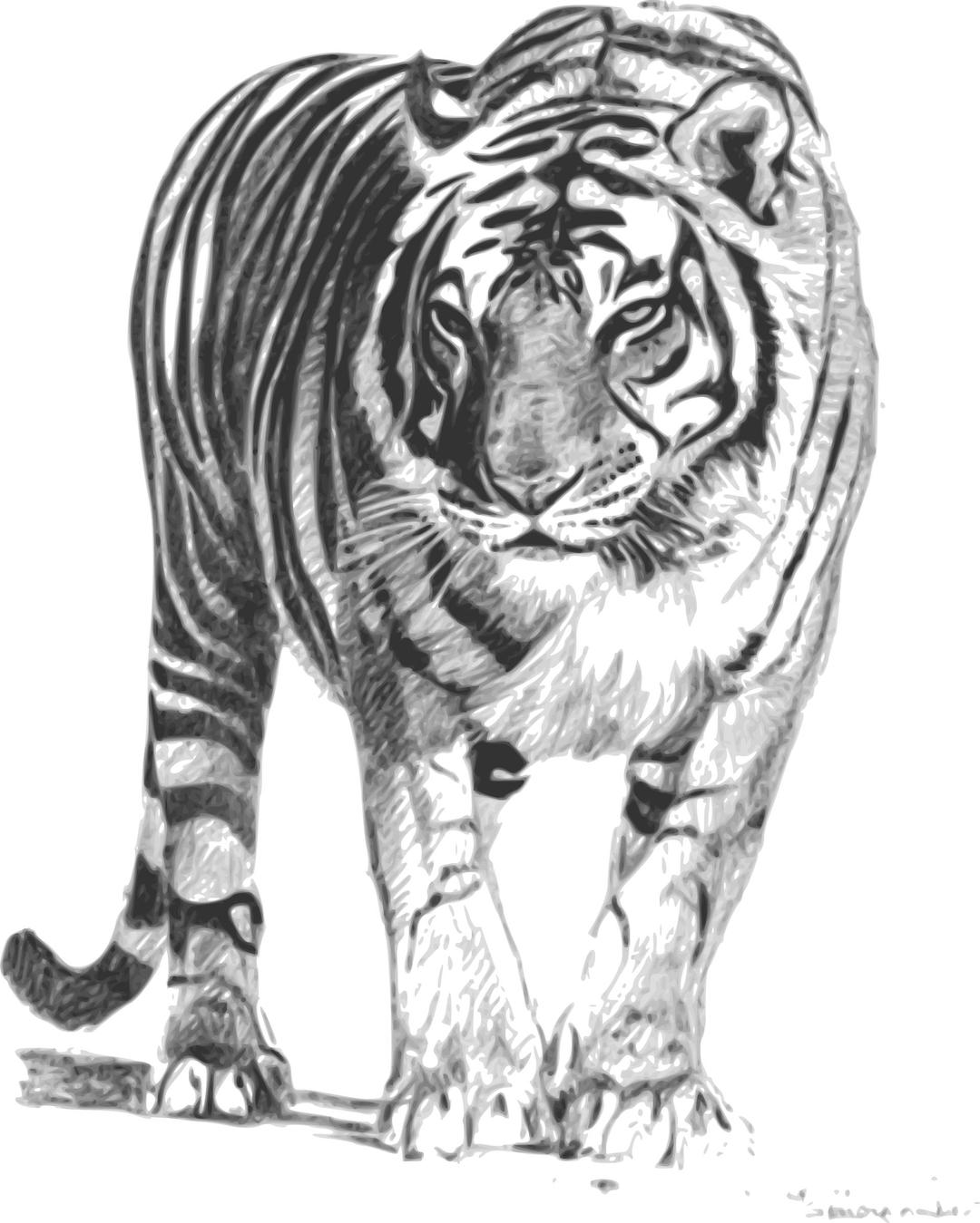 Bengal Tiger png transparent