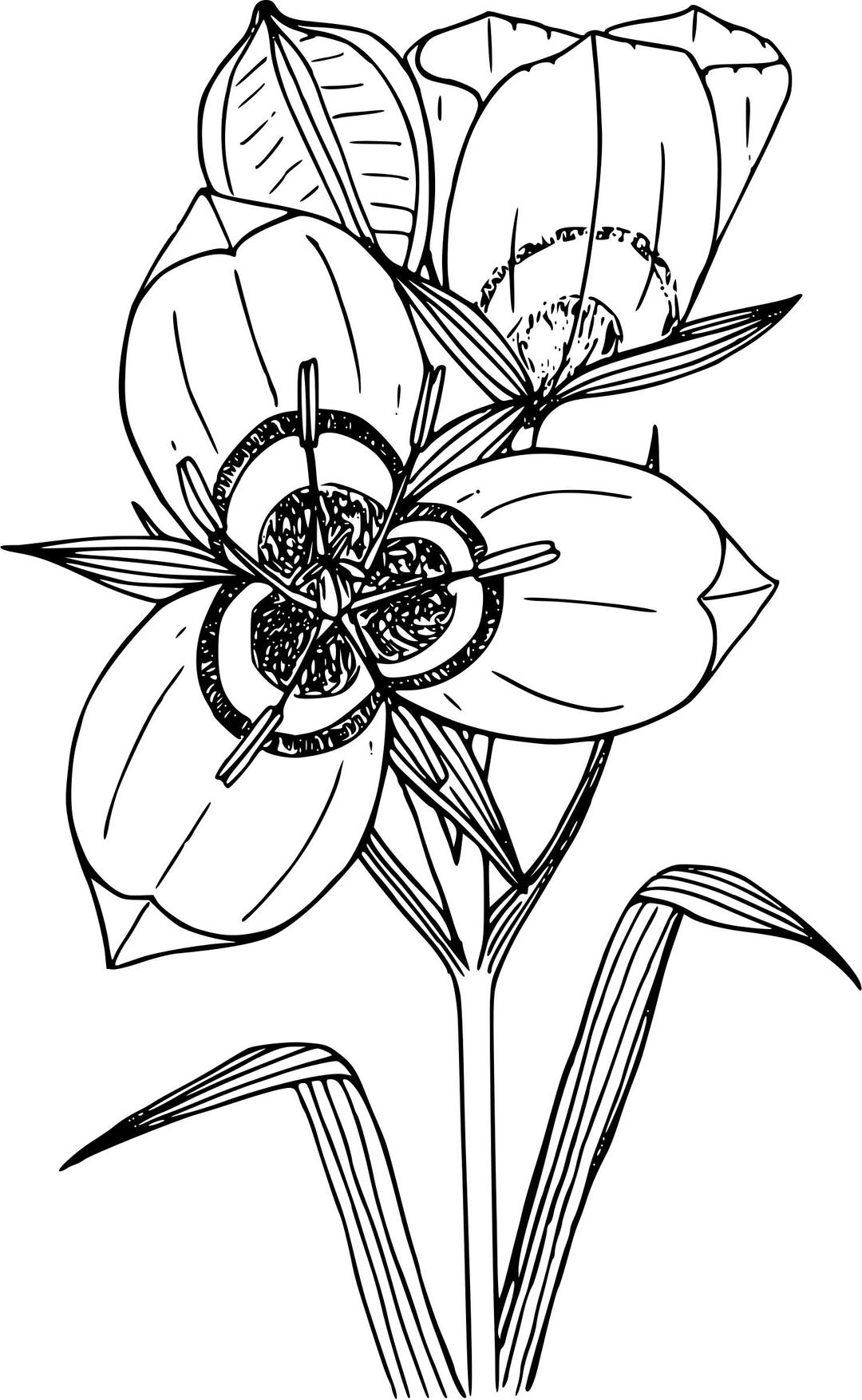 Big-podded mariposa lily png transparent