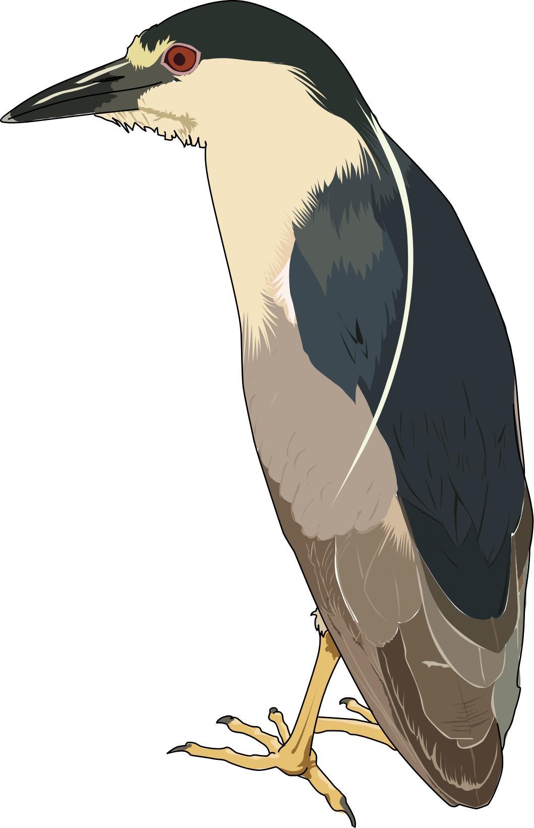 Bihoreau gris - Night heron png transparent