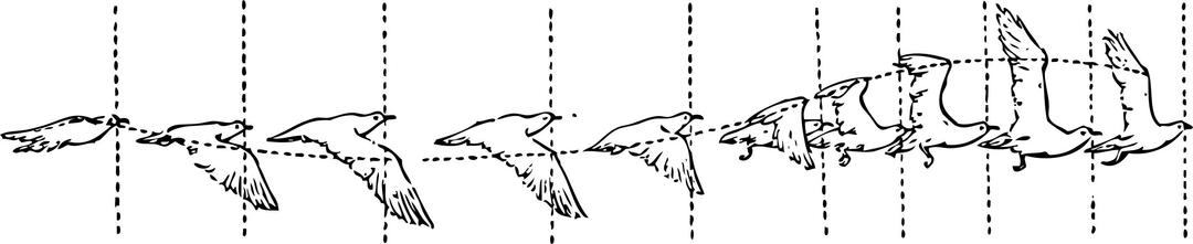 bird in flight png transparent