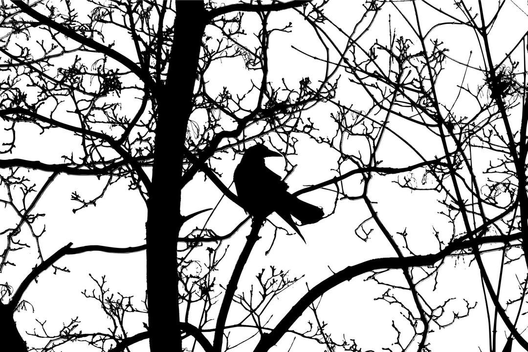 Bird In Tree Silhouette png transparent