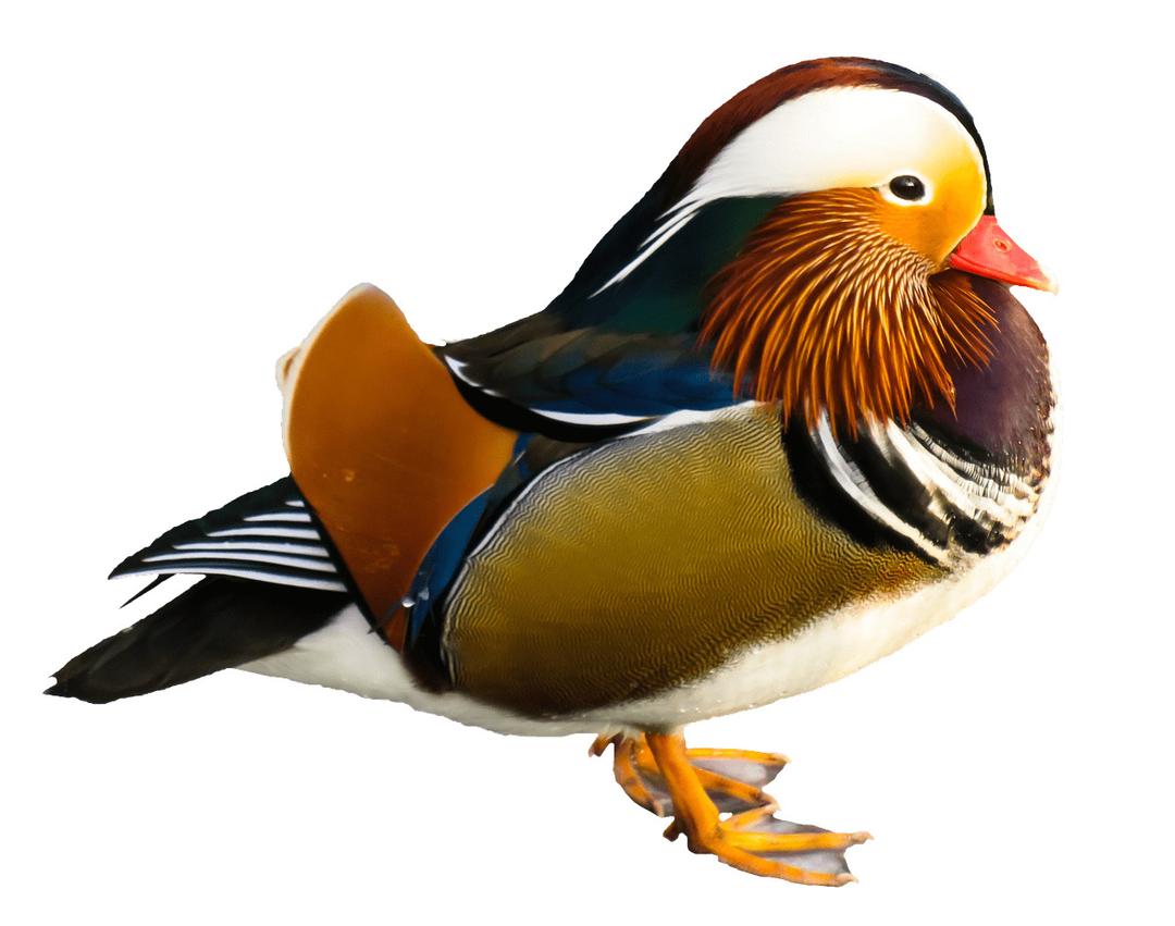 Bird Mandarin Duck png transparent