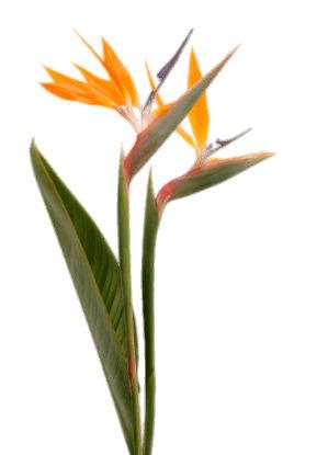 Bird Of Paradise Two Flowers png transparent