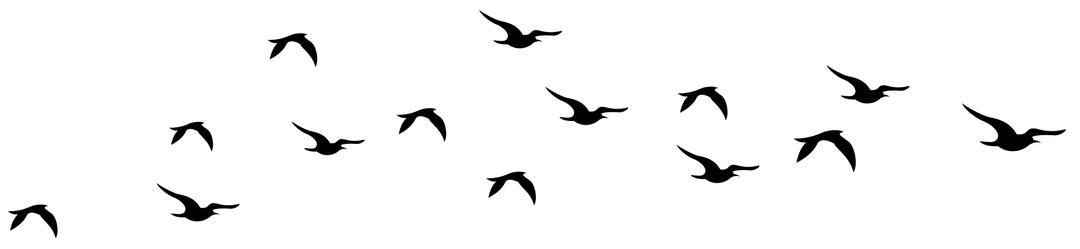 Bird Silhouette Flying png transparent